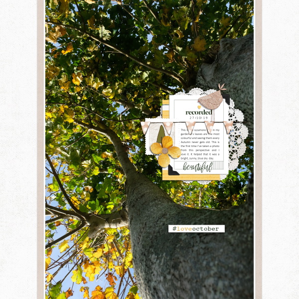 Sycamore