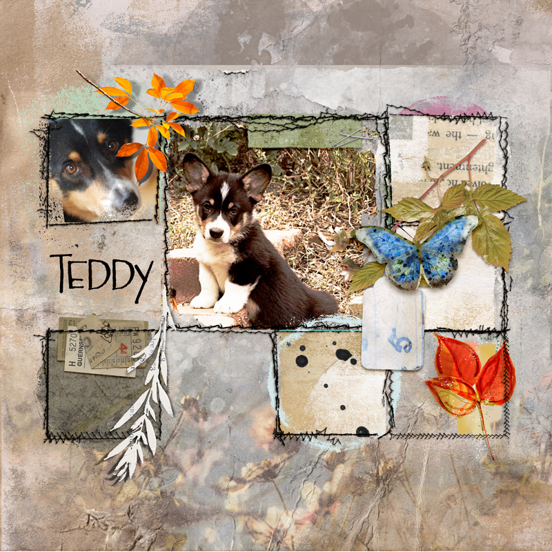 Teddy