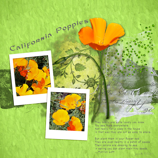 Template_california Poppies