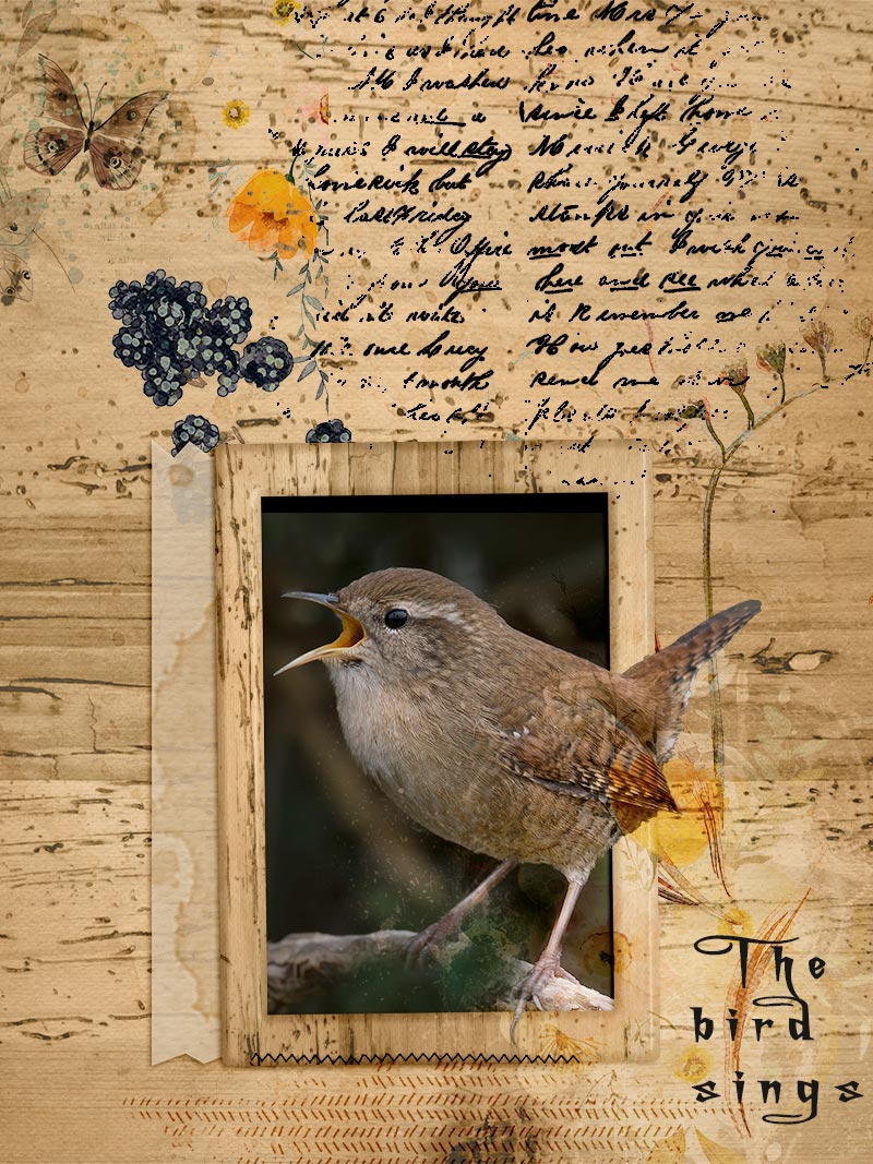 The Bird Sings