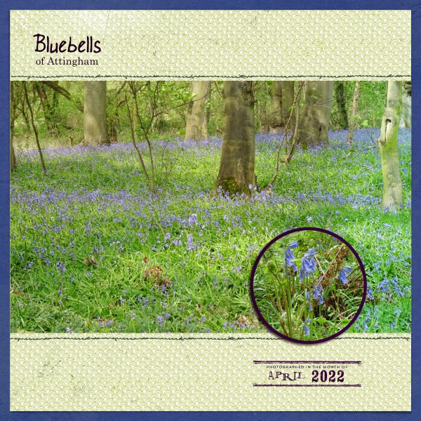 The Bluebells of Attingham