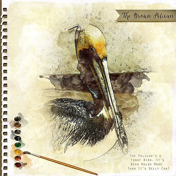 The Brown Pelican