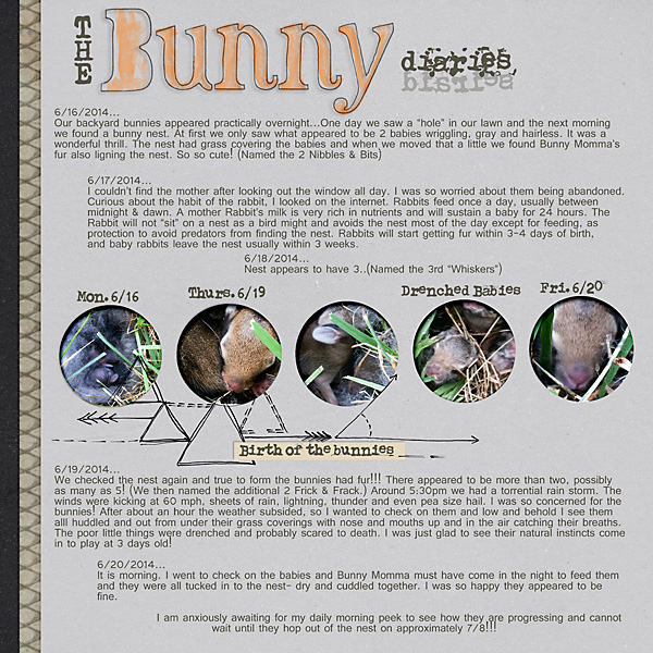 The Bunny Diaries