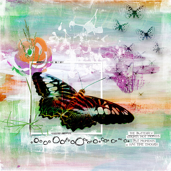 the butterfly counts not months but moments