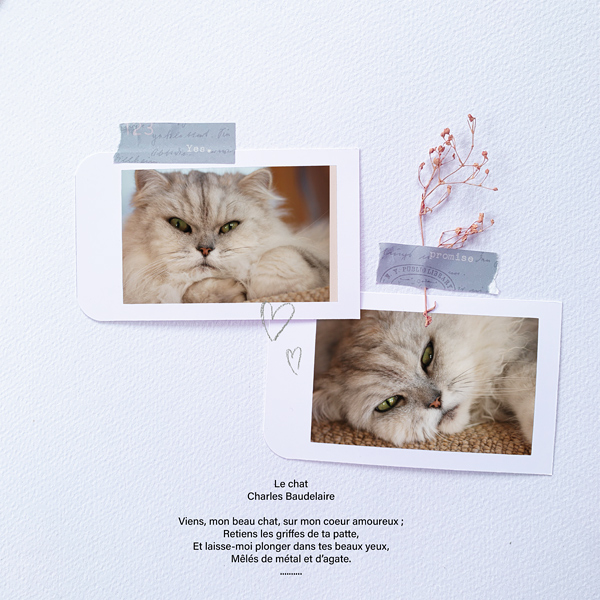 The Cat