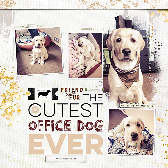 The cutest office dog ever