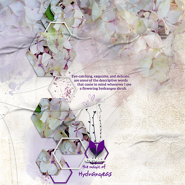 The-magic-of-hydrangea