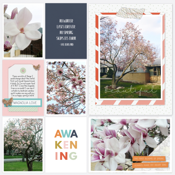 The Magnolia Tree