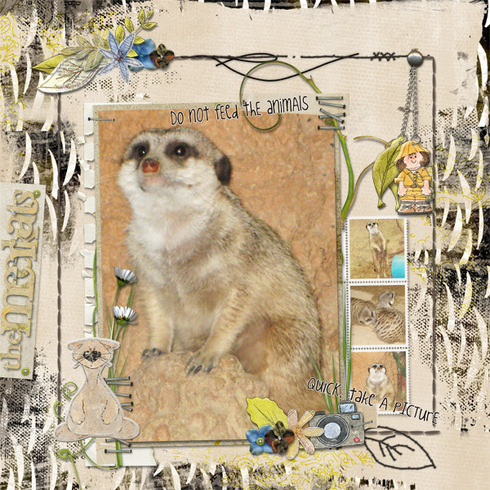 The Meerkats