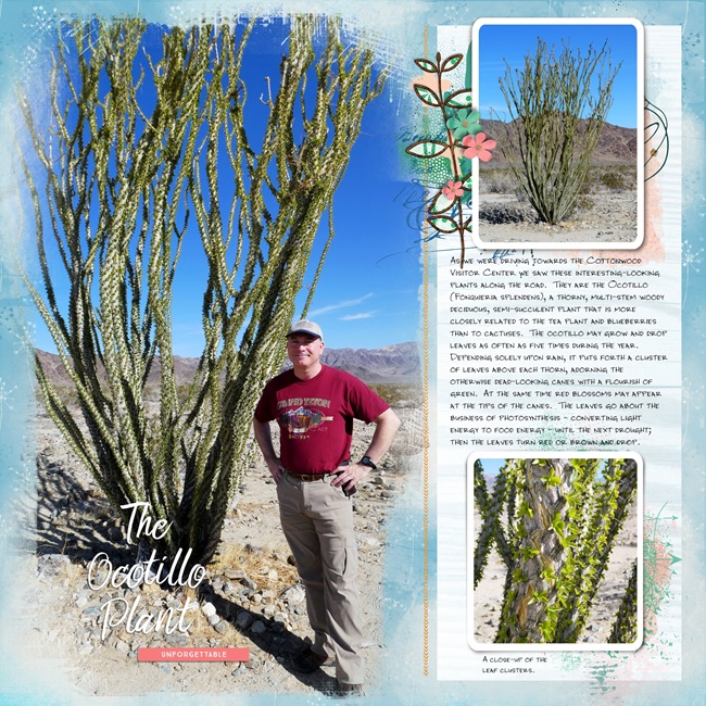 The Ocotillo Plant