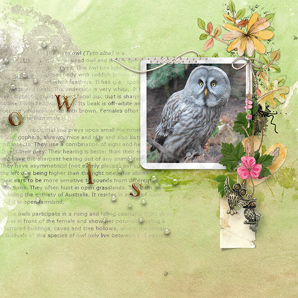 the owl