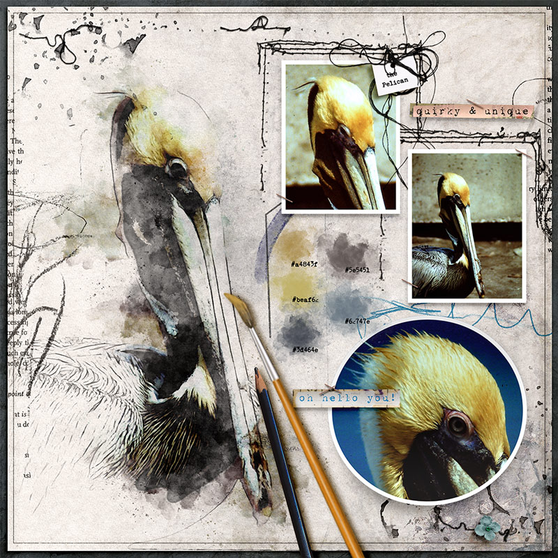 The Pelican