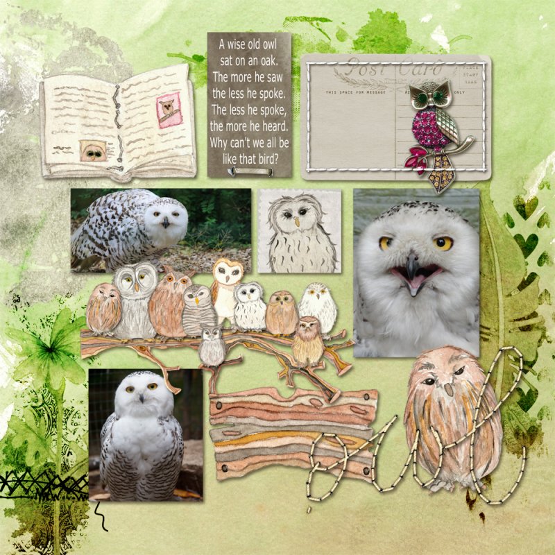 the wise owl
