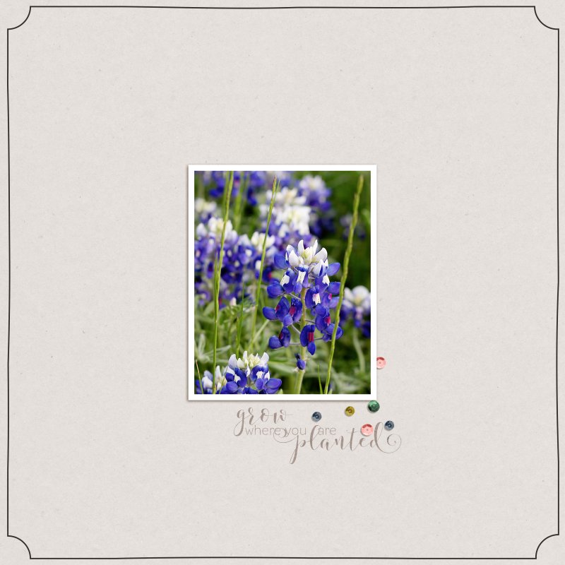 TLP_PhotoChall_Mar2021