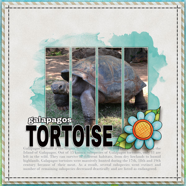 Tortoise