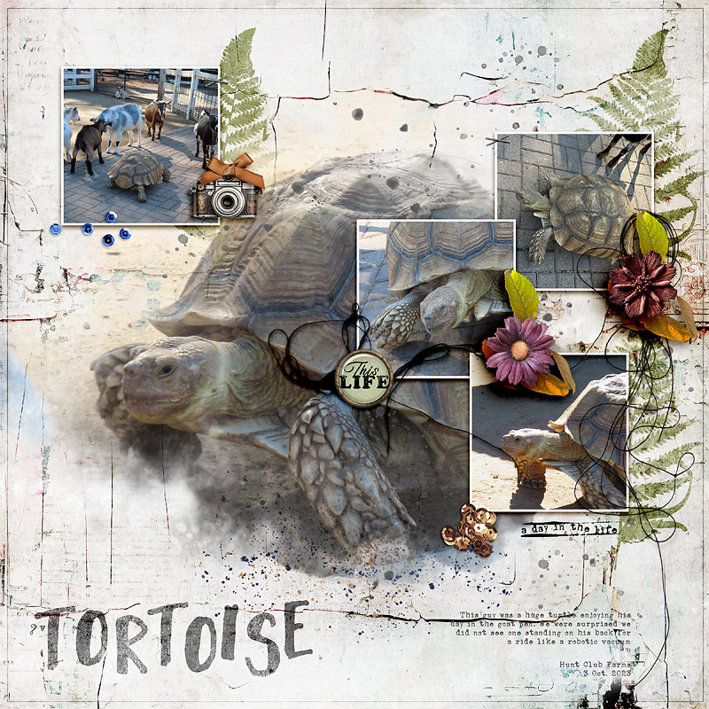 Tortoise