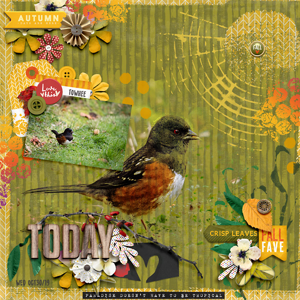 Towhee