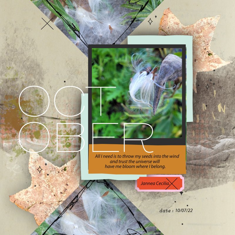 Trust The Universe Butterfly Weed Seeds Template October 2022