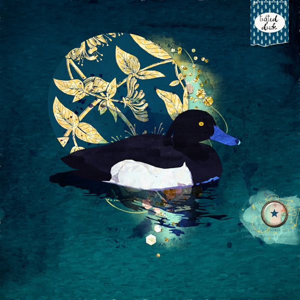Tufted Duck