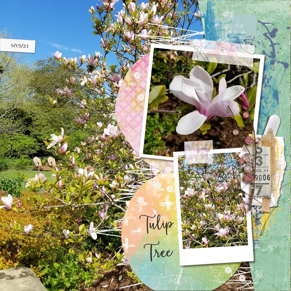 Tulip Tree
