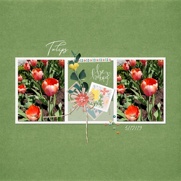 Tulips May 2019
