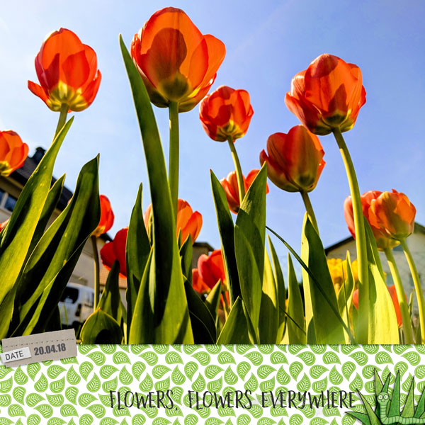Tulips