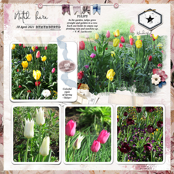 Tulips