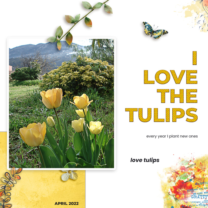 Tulips