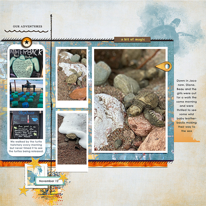 Turtle Hatching