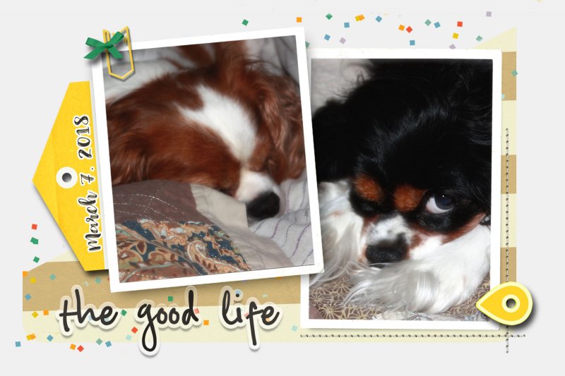 Two Happy Dogs