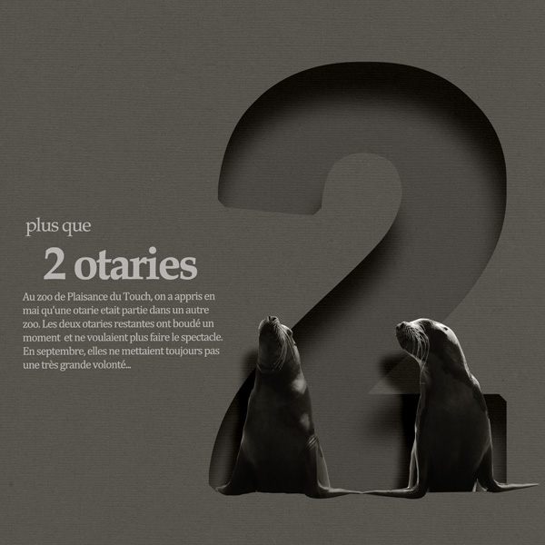 two sea lions
