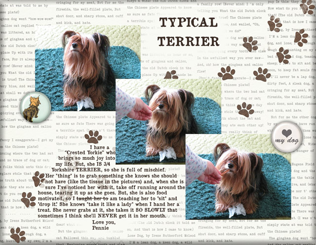 Typical-Terrier