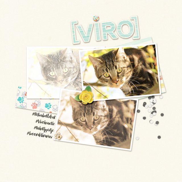 Viro In De Boom Copy