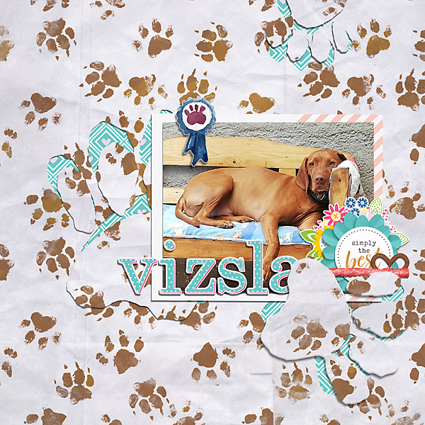 vizsla | Cut Out Background