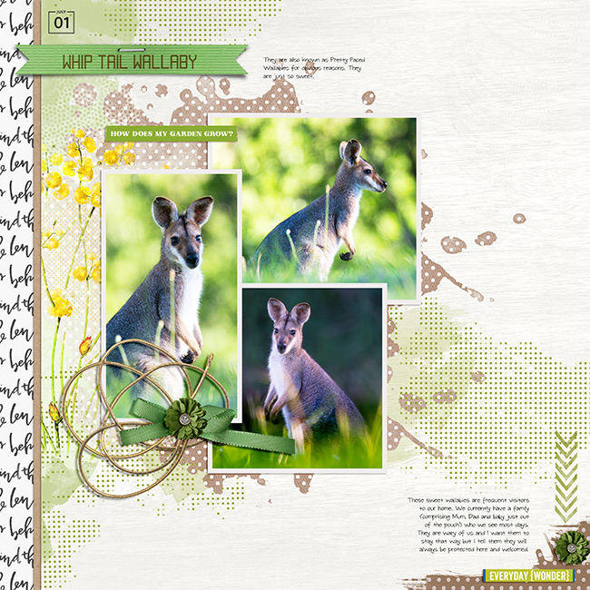 Wallabies