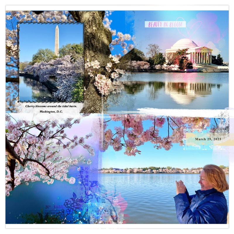 Washington DC tidal basin cherry trees