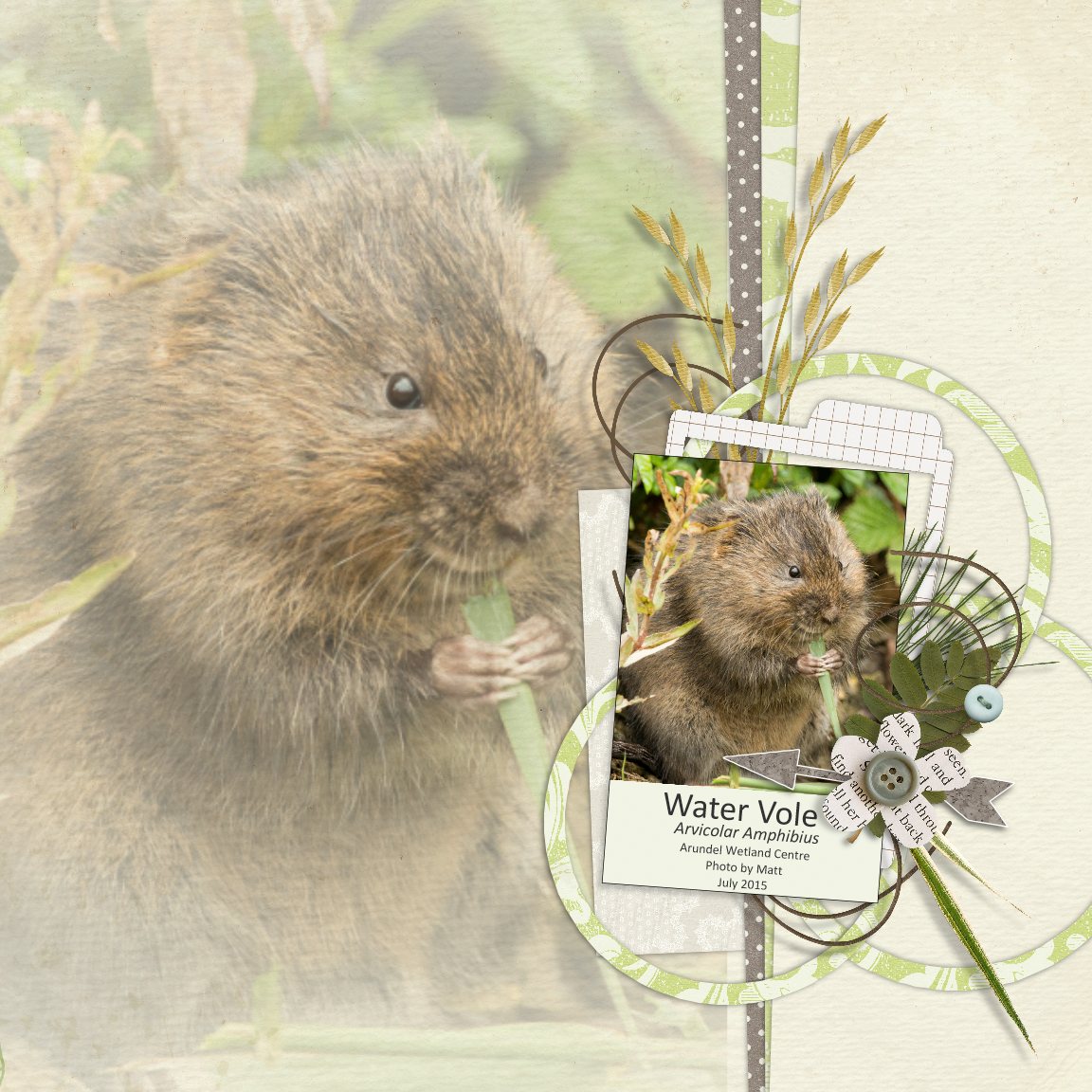 Water Vole