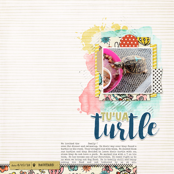 WEB 2018 06Turtle