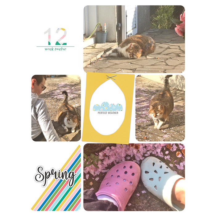 Week 12 Spring