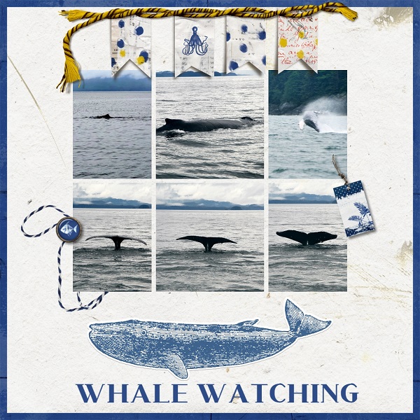 Whale Watching