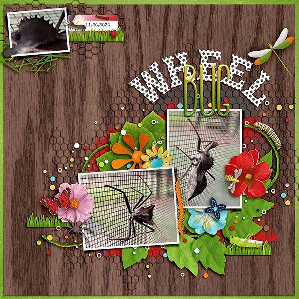 Wheel Bug