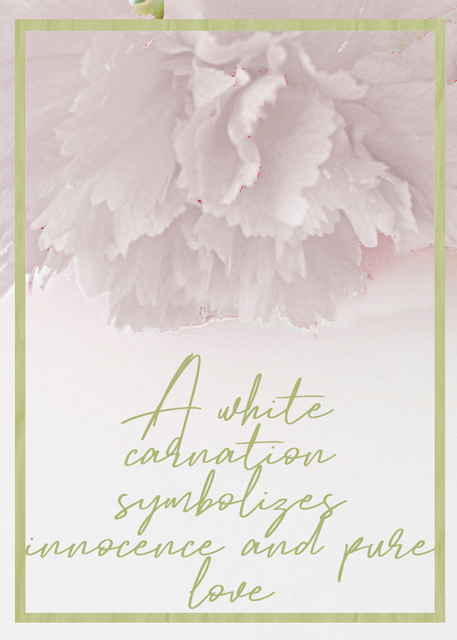White-Carnation