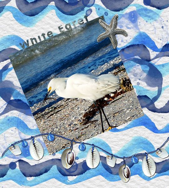 White Egret