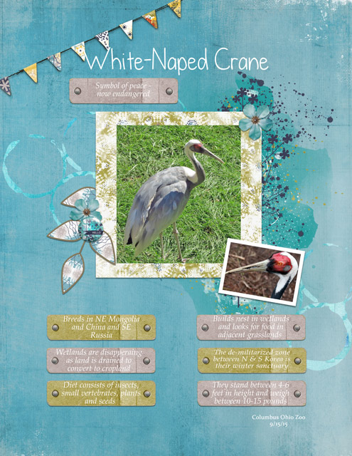 White-Naped-Crane