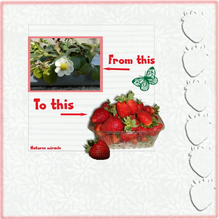White on white strawberries
