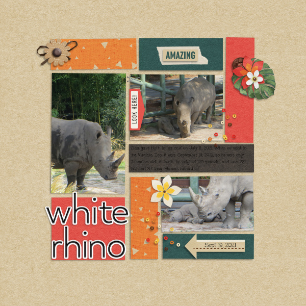 White Rhino