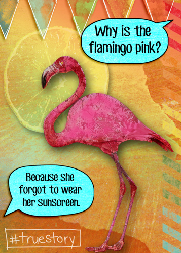 Why is the flamingo pink?