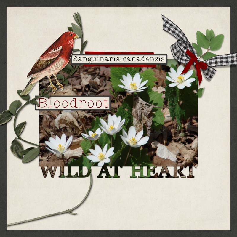 Wild At Heart