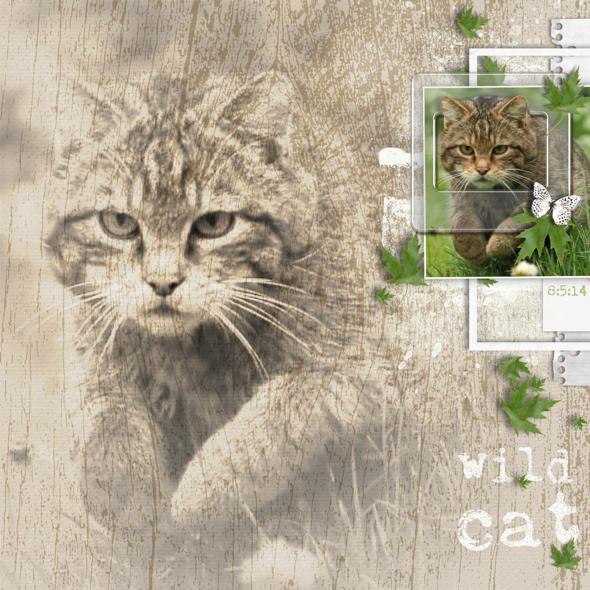 Wild Cat