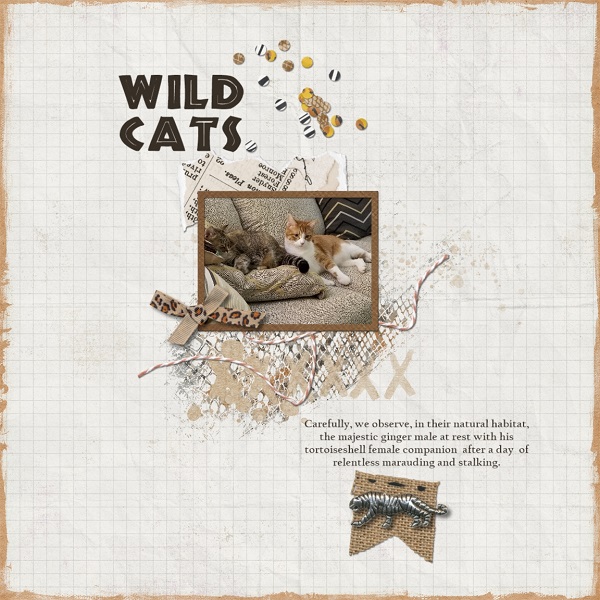 Wild Cats